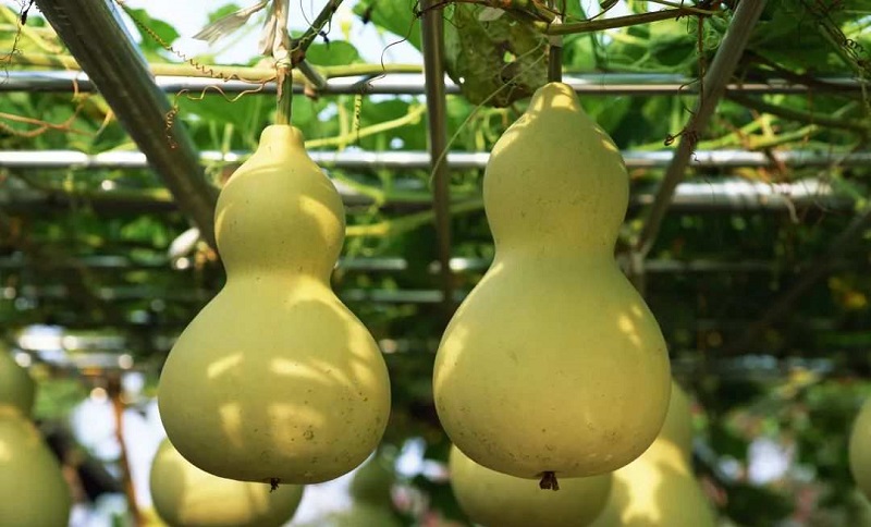 葫芦怎么种植几月份,葫芦怎么种植过程什么时候