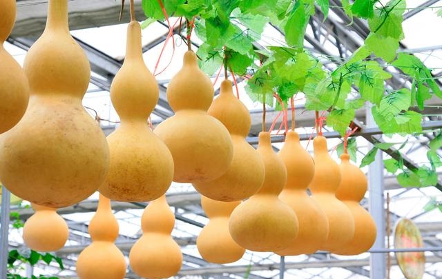 大葫芦怎么保养,大葫芦怎么保养用什么油